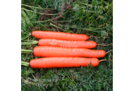 Метро F1 - морковь, Agri Saaten фото, цена